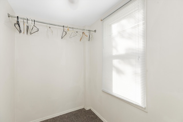 spacious closet featuring carpet