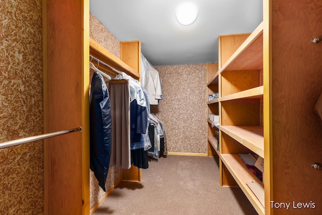 walk in closet with carpet flooring