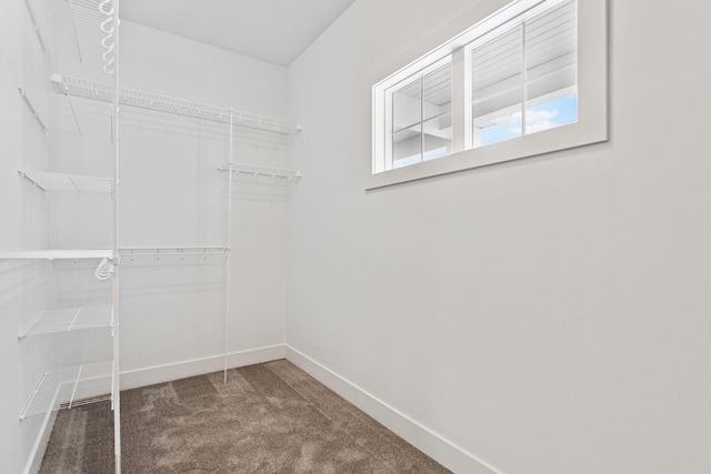 spacious closet featuring carpet floors