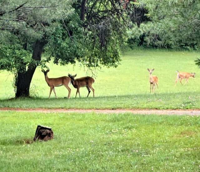 surrounding community with a yard