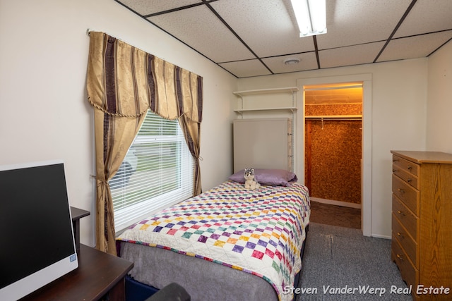 bedroom with a paneled ceiling, a spacious closet, a closet, and dark colored carpet