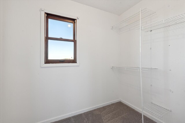 spacious closet featuring carpet floors