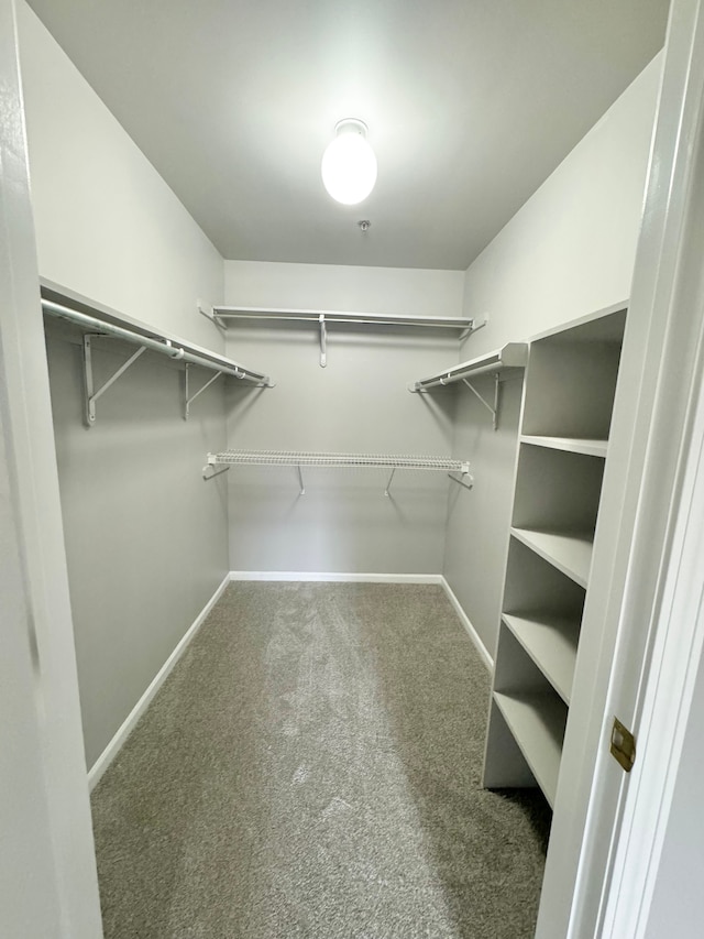 walk in closet featuring carpet flooring