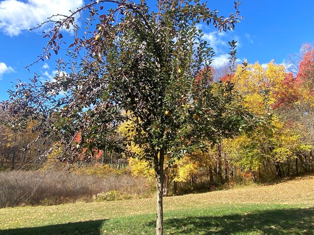 7480/7482 Head Rd, Delton, MI 49046 - view of grassy yard