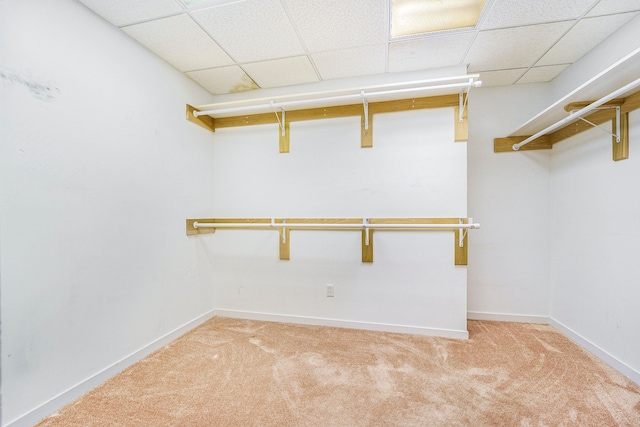 spacious closet with a paneled ceiling and light colored carpet