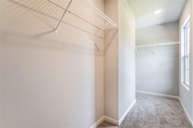 spacious closet featuring carpet flooring