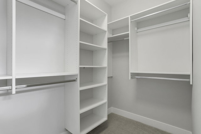 walk in closet featuring carpet floors