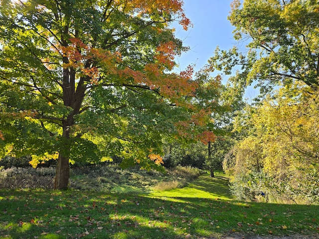 view of local wilderness