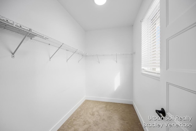 walk in closet with carpet floors