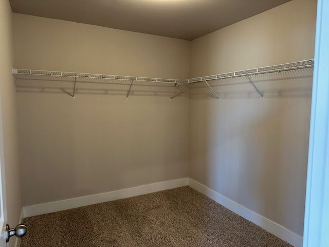 walk in closet featuring carpet flooring