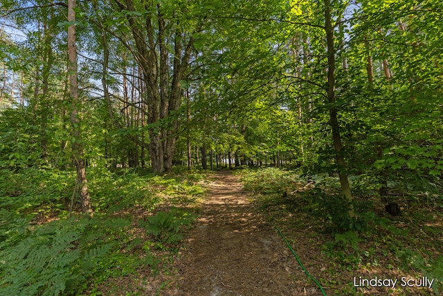 view of local wilderness