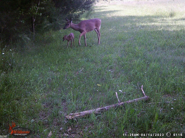 470 Michelson Rd, Houghton Lake, MI 48629 - view of yard