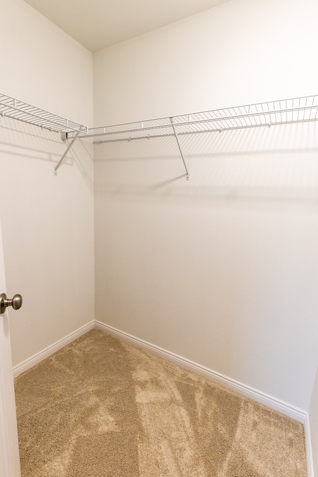 spacious closet featuring carpet flooring