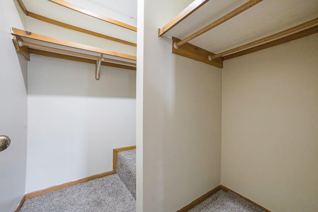 spacious closet featuring carpet flooring