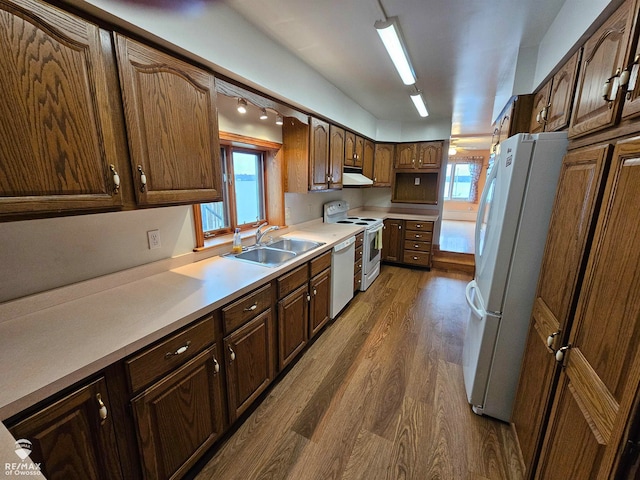 kitchen with plenty of natural light, dark hardwood / wood-style flooring, sink, and white appliances