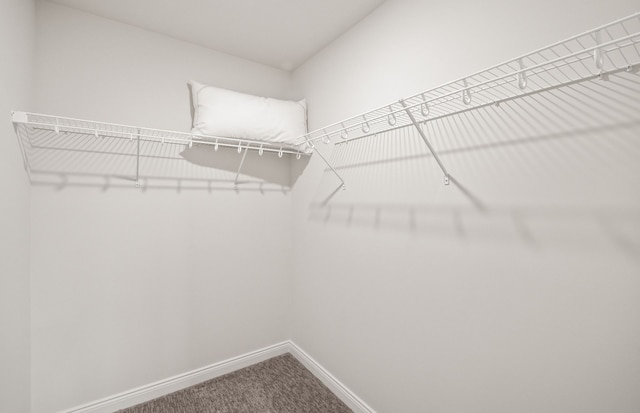 spacious closet featuring carpet floors