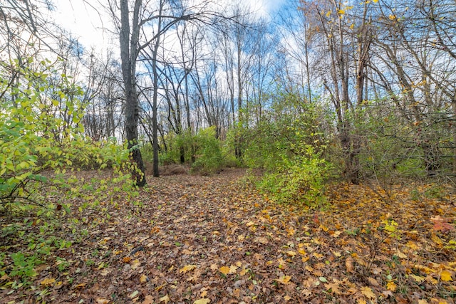 view of local wilderness