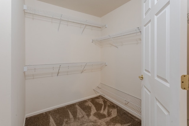 spacious closet featuring carpet floors