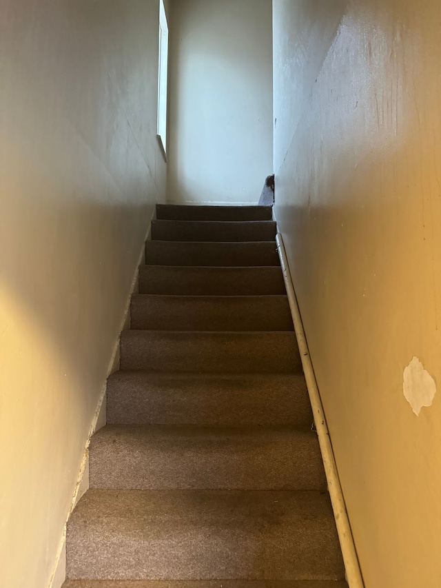 stairway featuring carpet floors