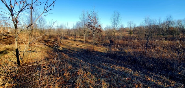 view of local wilderness