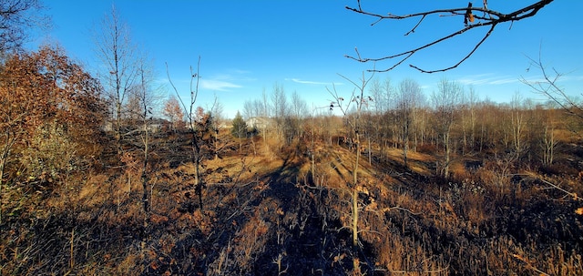 view of local wilderness