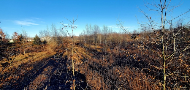 view of local wilderness