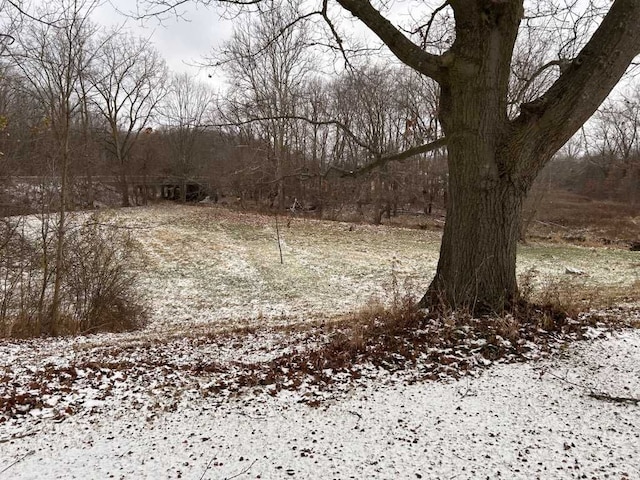 view of local wilderness