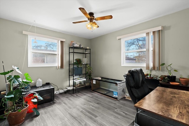 home office with a wealth of natural light, ceiling fan, and wood-type flooring