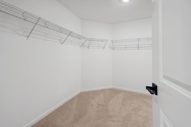 walk in closet featuring carpet floors