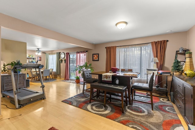 dining space with ceiling fan and light hardwood / wood-style flooring