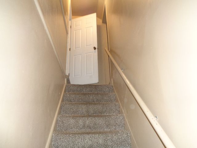 stairway featuring carpet floors