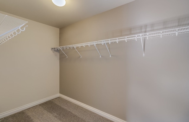 spacious closet featuring carpet floors