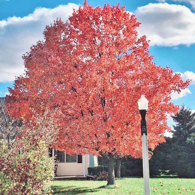 exterior space with a yard