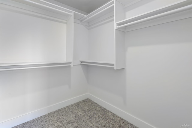 spacious closet featuring carpet