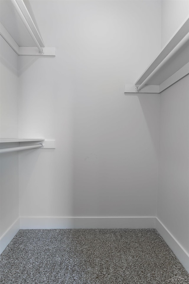 spacious closet featuring carpet floors