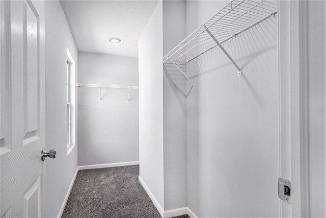 7942 Sierra Dr, Belding, MI 48809 - walk in closet featuring carpet floors
