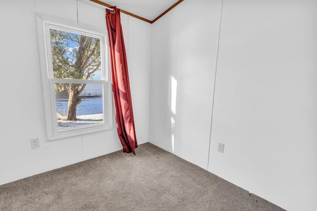 spare room featuring carpet and crown molding