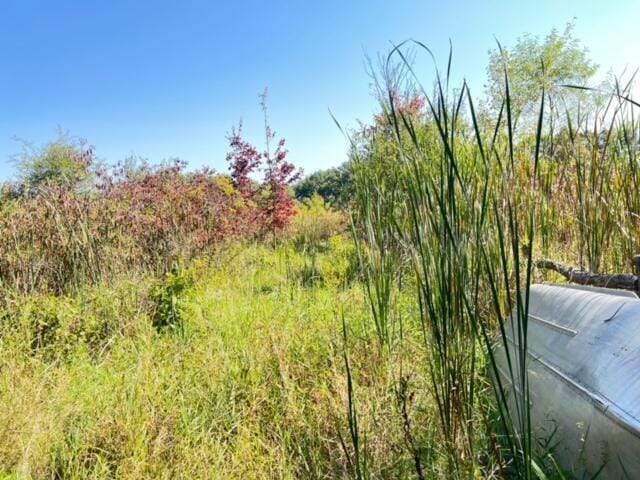 view of local wilderness