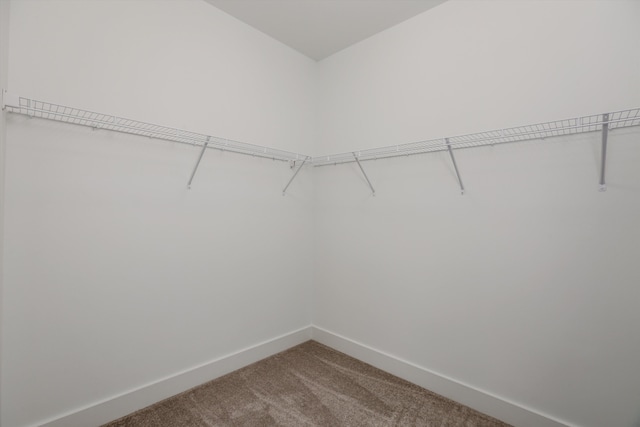 walk in closet featuring carpet flooring