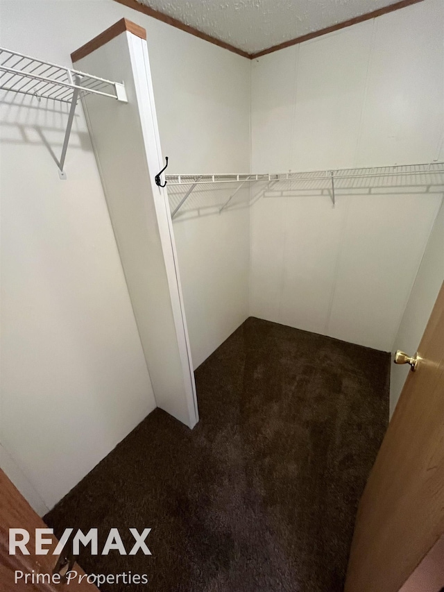 walk in closet with carpet flooring