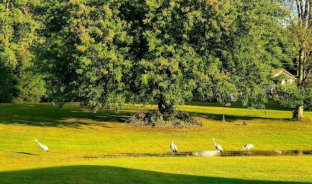 view of property's community with a yard