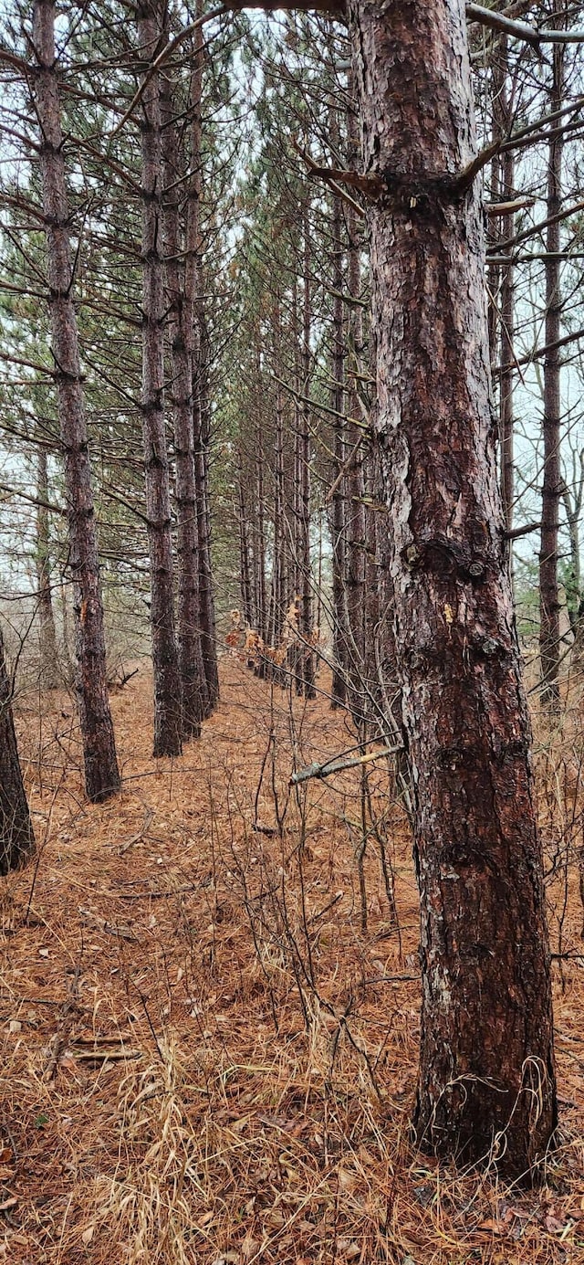 view of local wilderness