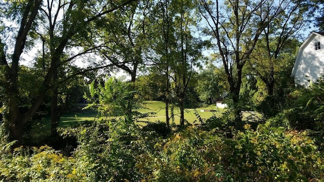 717 W Liberty St, Ann Arbor, MI 48103 - view of nature