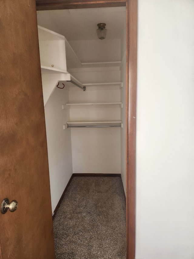 spacious closet featuring carpet