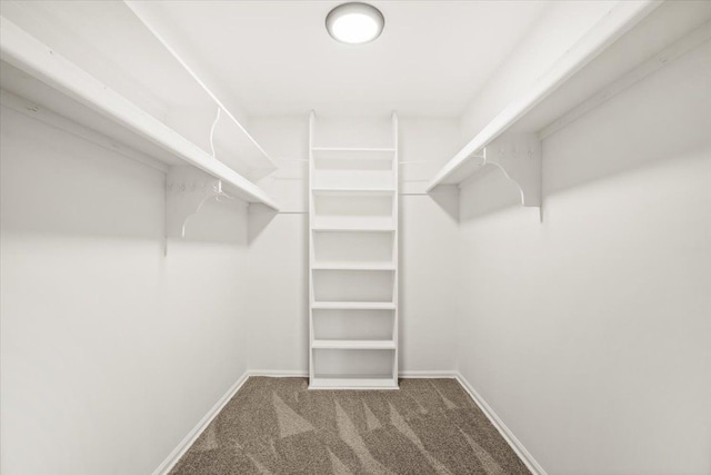 walk in closet with carpet flooring