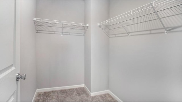 walk in closet with carpet flooring