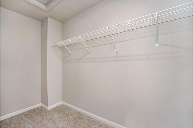 spacious closet featuring carpet floors