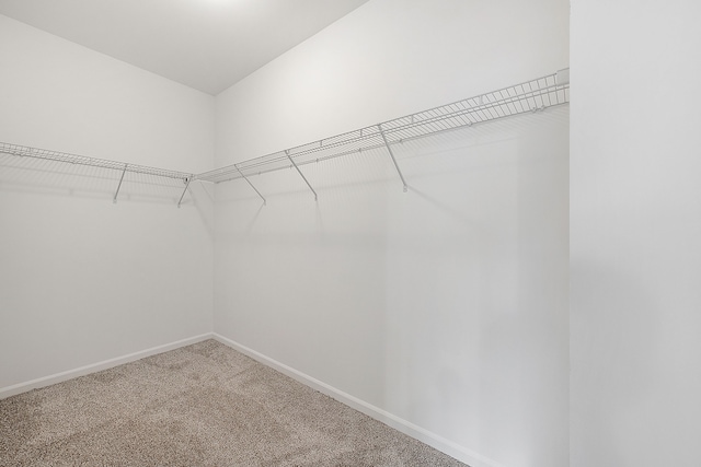 walk in closet with carpet floors