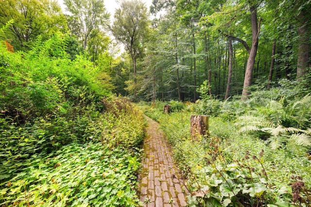 view of local wilderness