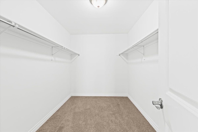 spacious closet featuring carpet